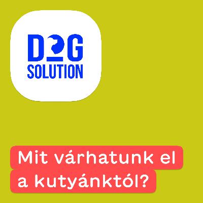 Dog Solution #04 - Mit várhatunk el a kutyánktól?