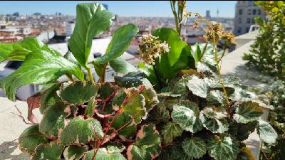 En el espacio Naturaleza Viva contamos cómo las plantas se adaptan para vivir en zonas de clima frío