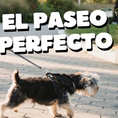 ¿Por qué es tan importante pasear a tu perro todos los días?