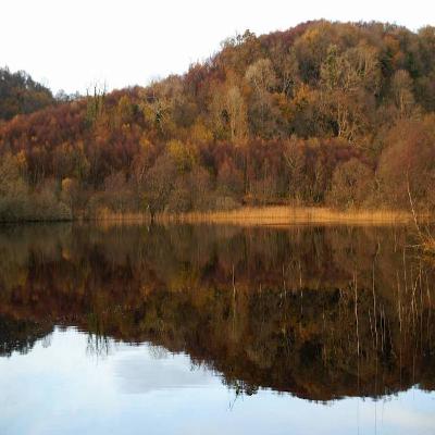 Unveiling the Secrets of Scotland's Celtic Rainforest Part Two