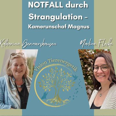 No. 38 Kamerunschafbock Magnus stranguliert sich in Weidezaun - Im Notfall energetisch unterstützen No. 38 Kamerunschafbock Magnus stranguliert sich in Weidezaun - Im Notfall energetisch unterstützen