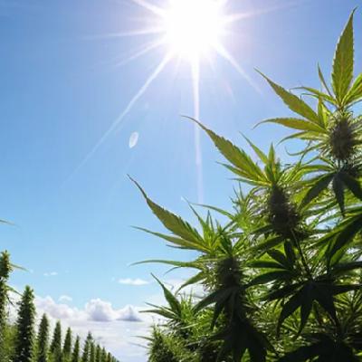 Humboldt Planning Commission Supports Easing of Cannabis Microbusiness Regs