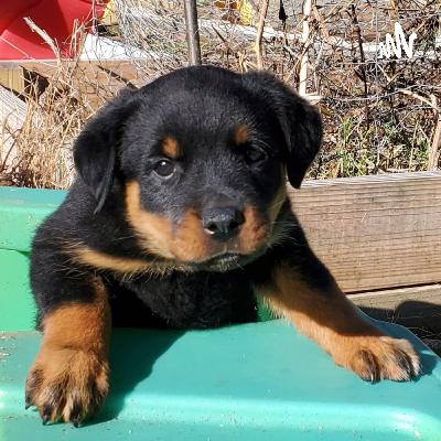 Amelia Bedelia and Sam's First Word Book