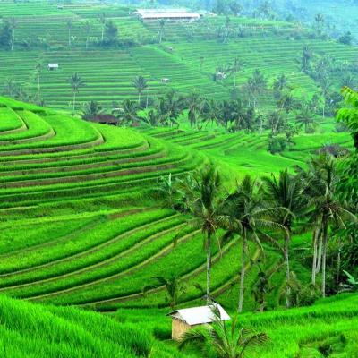 Era Kawin Gara Gara Burut