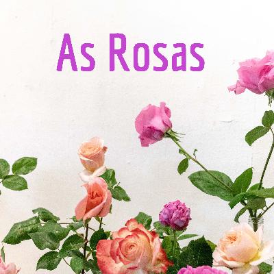 As rosas do meu jardim