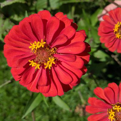 Season 2 Ep. 1: Zinnias