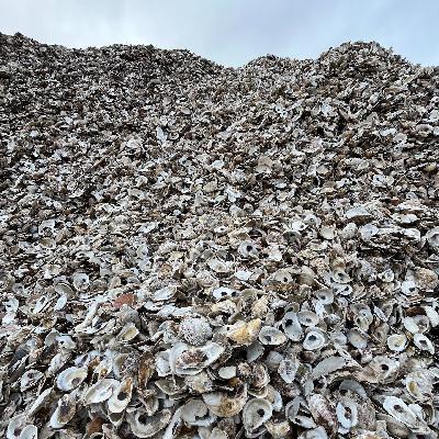 How do oysters make their shells?