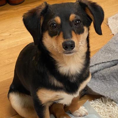 Adopting A Dog
