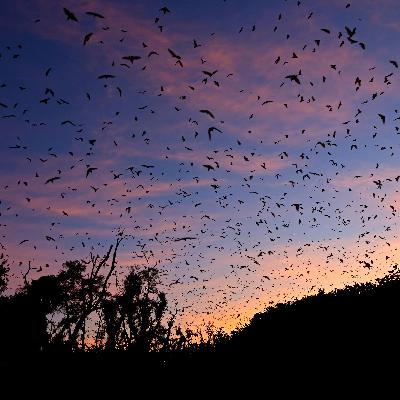 Projekt ICARUS: Mit Satelliten und Sendern Tierwanderungen erforschen Projekt ICARUS: Mit Satelliten und Sendern Tierwanderungen erforschen