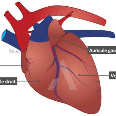 Configuration extérieur du coeur