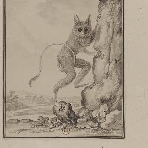 Episode 8: Barnacles vs Tarsiers vs Naked Mole Rats