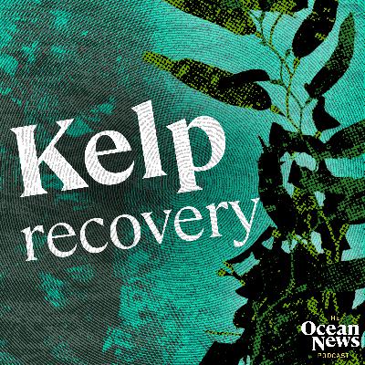 UK marine life BOUNCING BACK after kelp recovery - The Ocean News Podcast