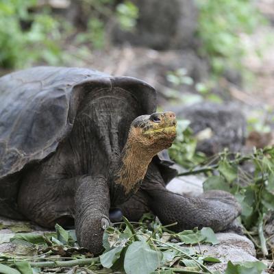 The impact-driven success of Mongabay’s nonprofit news model