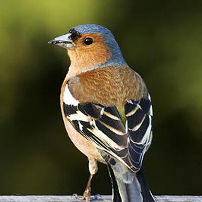 Ongehoord 4: lente Ongehoord 4: lente