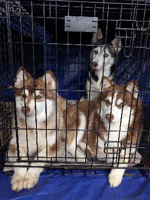 Puppy Mills Puppy Mills
