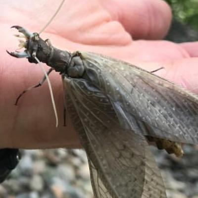 Episode #22 :  Is Fly Fishing Pretentious?  Plus Our Top 5 trivial Items on the River.