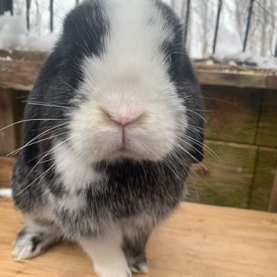 Das ist passiert 😢//Ich vermisse dich Leo 🕊️