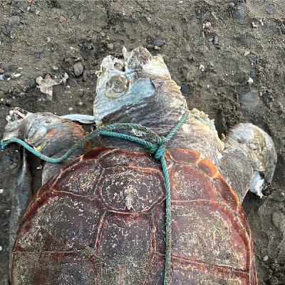 Episodio 2 - El podcast de Jose Carlos Cañas Santos