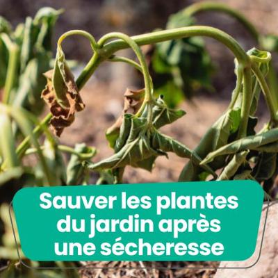 Comment sauver les plantes du jardin après une sécheresse ?
