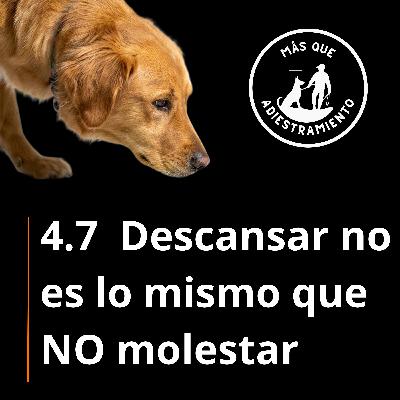 4.7 Tu perro “está tranquilo”… pero NO descansa: por eso luego explota fuera