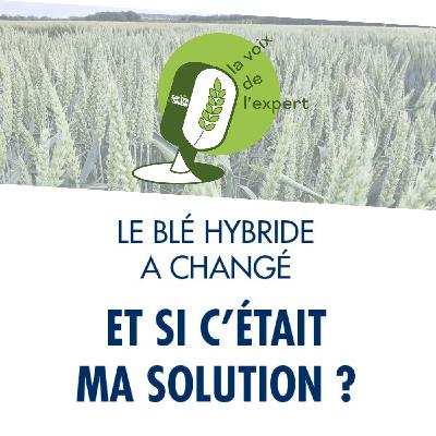 Le blé hybride a changé : et si c'était ma solution ?