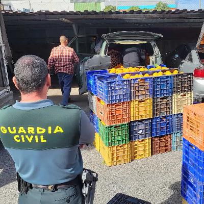 Comienza la campaña de robos de naranjas en el campo ante su alza de precios