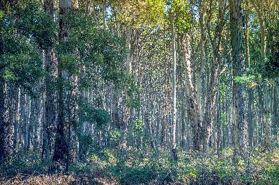 ‘Without trees we are all lost’: the ancient stories of Australia’s iconic Eucalyptus ‘Without trees we are all lost’: the ancient stories of Australia’s iconic Eucalyptus
