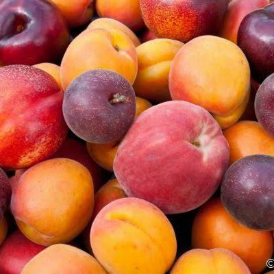 Colheita, embalagem e comercialização de pêssego, nectarina e ameixa Colheita, embalagem e comercialização de pêssego, nectarina e ameixa