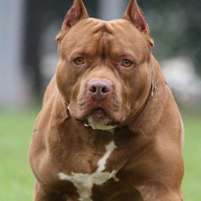 Niccas aren't dogs!