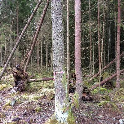 Avsnitt 68 - Allt mellan vindfällen, vältlappar och skogsmaskiner!