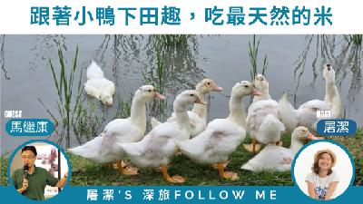 農村旅遊｜零農藥的米香旅行，鴨子是最佳農夫！