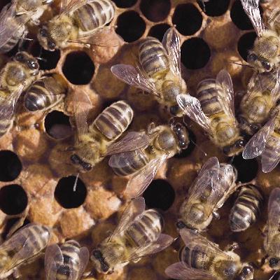 Temporada 1 - Capítulo 7 - Las abejas solares que hacen feliz al pueblo de Carmona