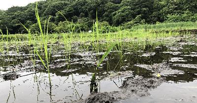 2147◆「この物語は――」で始まる凄まじき朝ドラ楽しい。#ドラマ散歩横浜 #無心2025初夏 #人間百景 #芥川隆行 #あんぱん #不良少女とよばれて 2147◆「この物語は――」で始まる凄まじき朝ドラ楽しい。#ドラマ散歩横浜 #無心2025初夏 #人間百景 #芥川隆行 #あんぱん #不良少女とよばれて