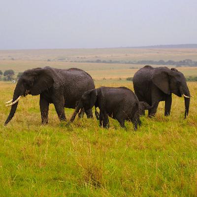 W225 肯亞 Safari 馬賽馬拉 Masai Mara W225 肯亞 Safari 馬賽馬拉 Masai Mara