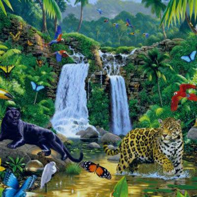 Sonidos de la selva