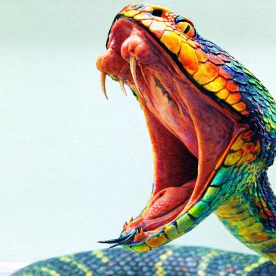ID4U Episode 23 Snake Envenomation ID4U Episode 23 Snake Envenomation
