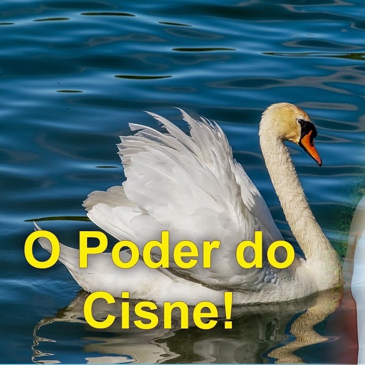 As Cartas Xamânicas, os Animais e seu Poder- O Cisne