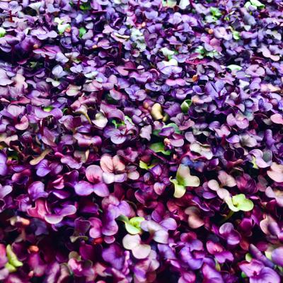 Microgreens, Sprouts, Oh My!