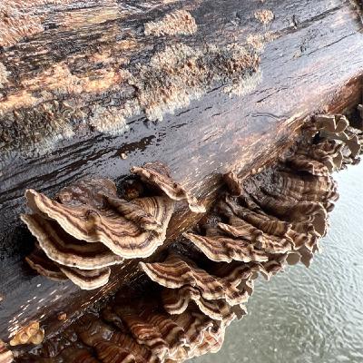 Episode 306 - Mitigating allelopathy with charcoal! Episode 306 - Mitigating allelopathy with charcoal!
