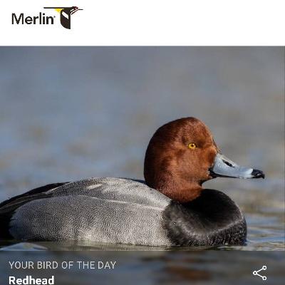 Merlin Bird ID app Redhead