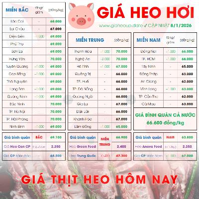 GIÁ LỢN HƠI 8/1/2026 ✅ GIÁ THỊT HEO HÔM NAY & TIN TỨC CHĂN NUÔI #GIAHEOHOI #GIATHITHEO #TET2026