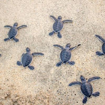 Marine Life: Free Bonus Episode (Fun Facts)