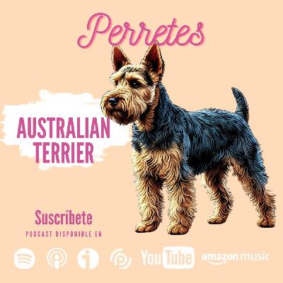Ep90: Australian Terrier