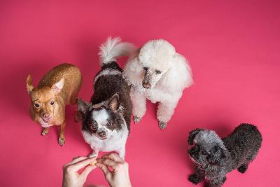 5 Benefits of CBD for Your Fuzzy and Furry Pet