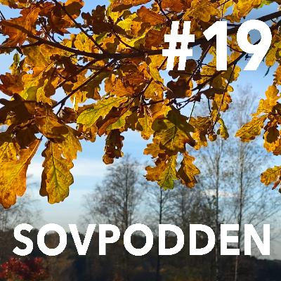 19. Solig höstmorgon vid hagen med kor på avstånd 19. Solig höstmorgon vid hagen med kor på avstånd