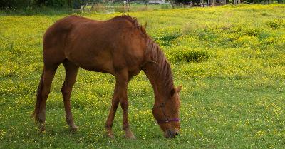 Redeeming Love: Horse Whisperer (#856) Redeeming Love: Horse Whisperer (#856)