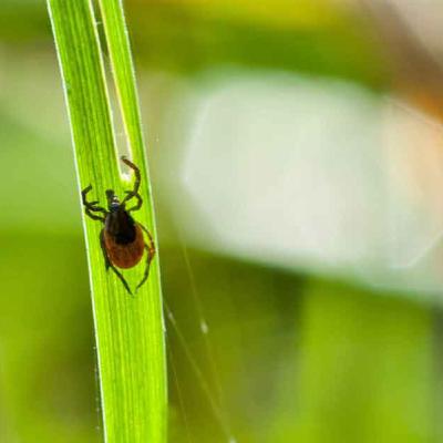 Conversing with Fleas and Roaches