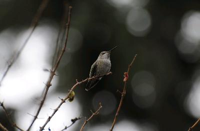 Ep 89- Christmas Bird Count (Feat. Beth MacCallum) Ep 89- Christmas Bird Count (Feat. Beth MacCallum)