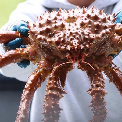 Finland tour with King crab Safari