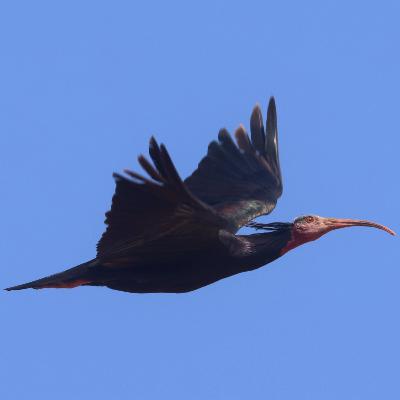 S5E45: Morocco Top 5 birds with Charley & Julian